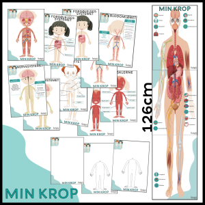 Kroppens anatomi (systemer)
