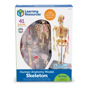 Anatomimodel - Skelet