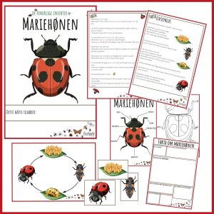 finurlige insekter og smådyr - Mariehønen