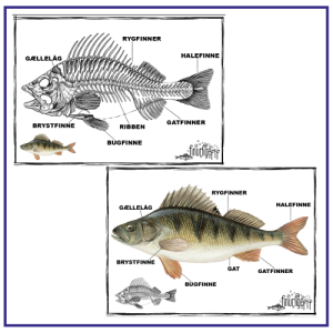 Fiskens anatomi, udvendig - Plakater